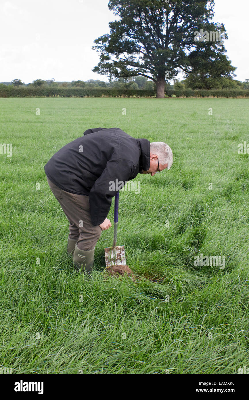 A farmer digging a hole to check the health and structure of his soil in a grass field in summer, UK Stock Photo