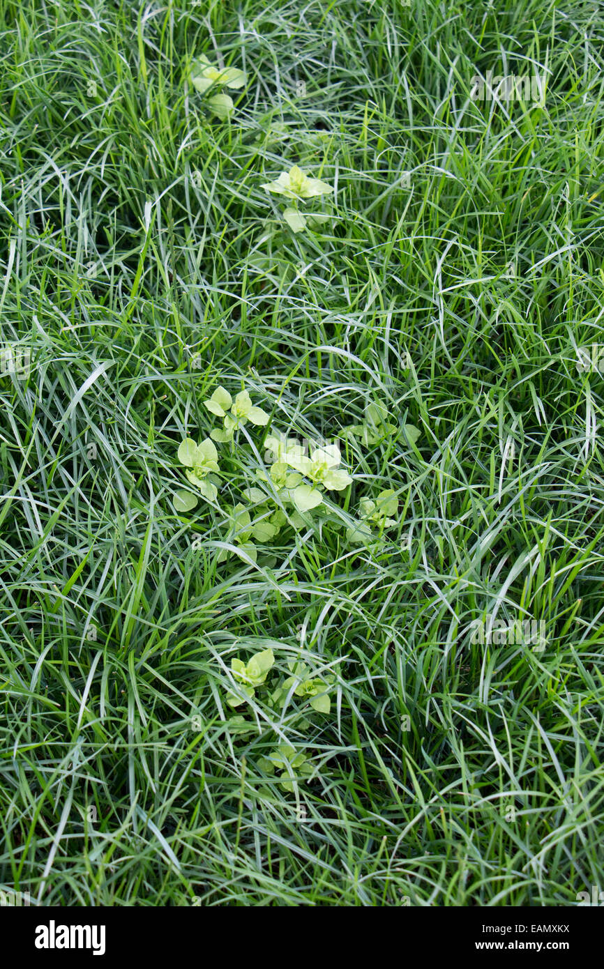 Chickweed in grassland. Stellaria media. Infestation of chickweed after soil aeration Stock Photo