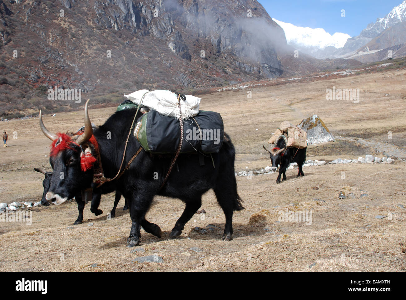 Yaks carrying baggage cross an area of open grazing land in the Indian Himalayas close to Kangchenjunga Stock Photo