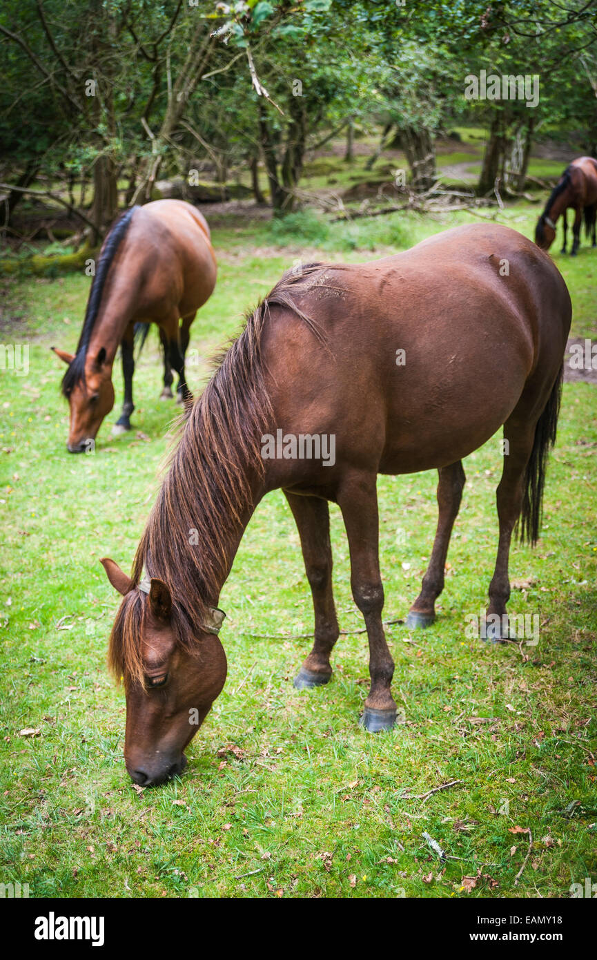 New Forest ponies grazing in the woods Stock Photo