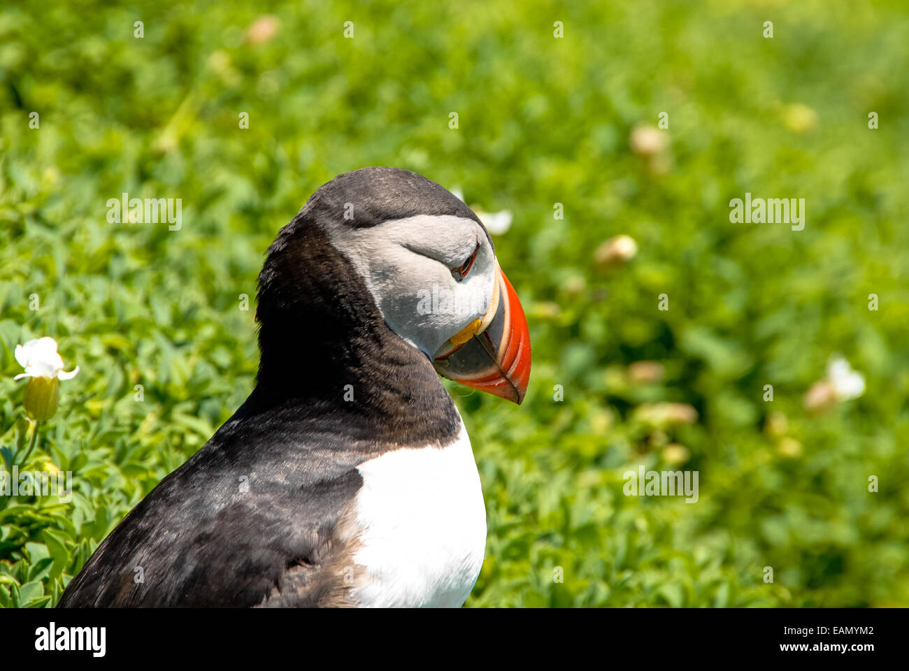 puffin at skellig michael island in ireland Stock Photo
