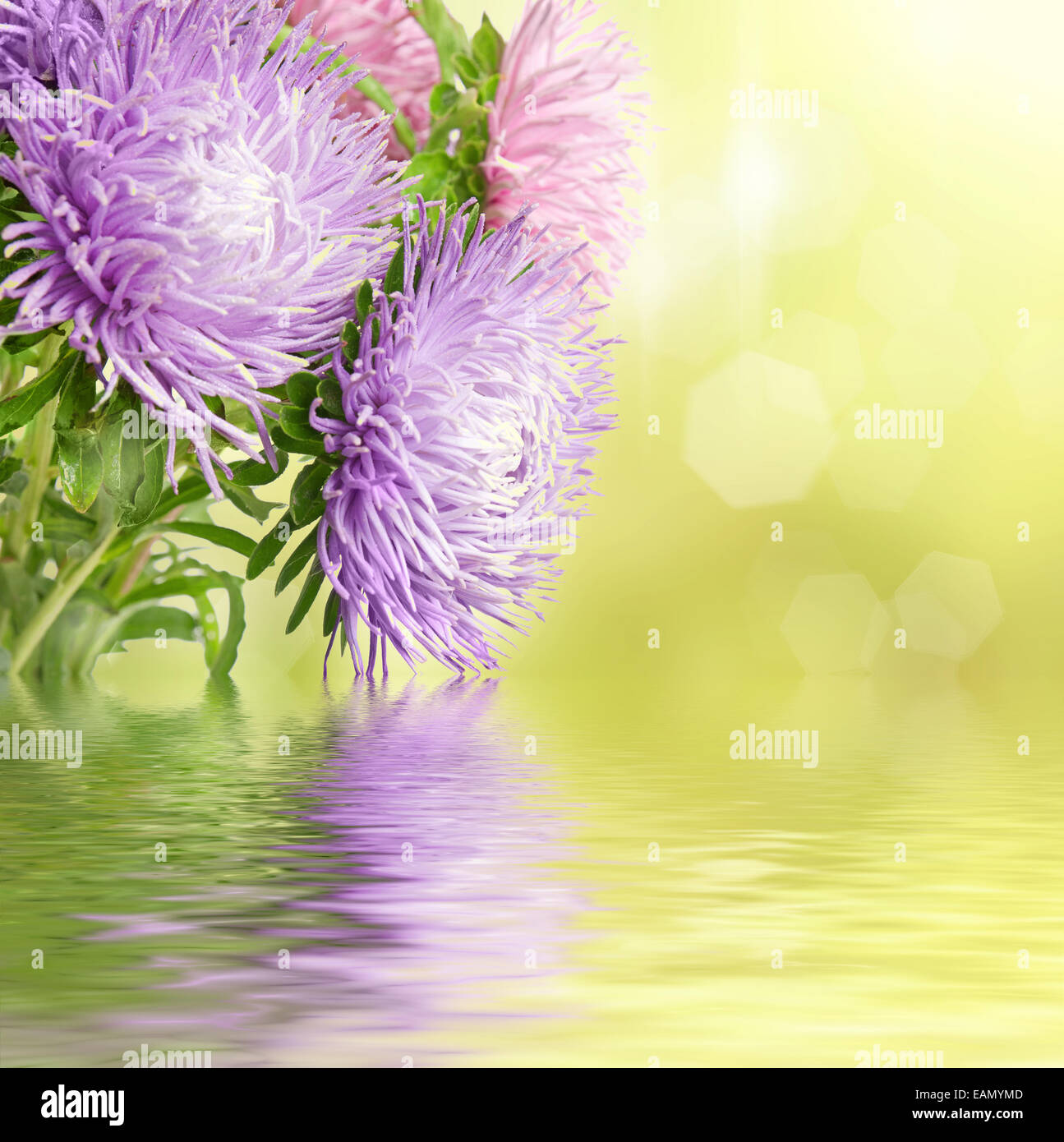 Aster flowers Stock Photo