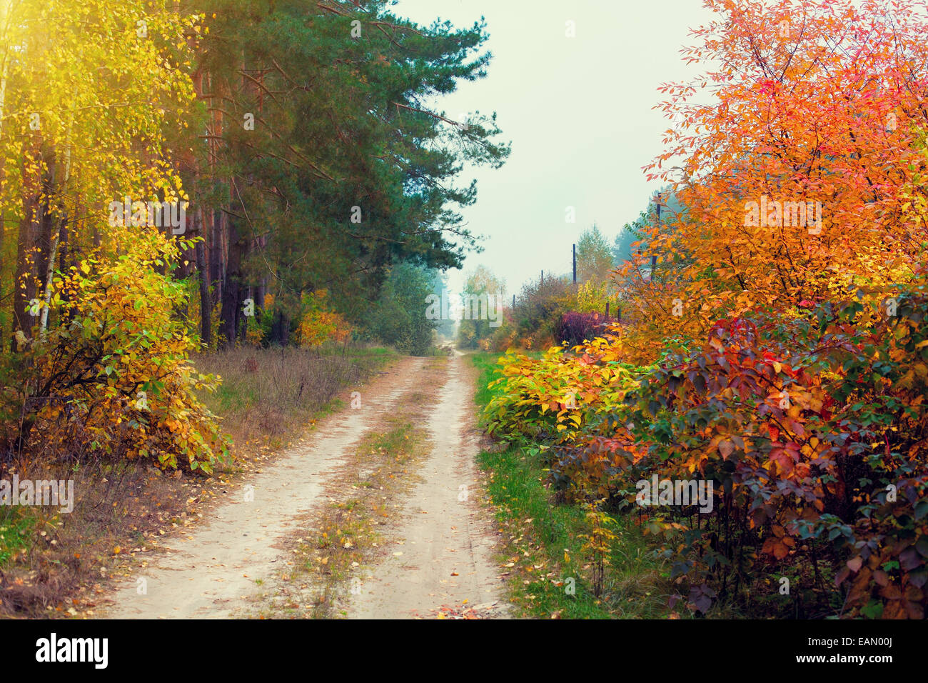 Rural dirt road in autumn with colorful trees Stock Photo - Alamy