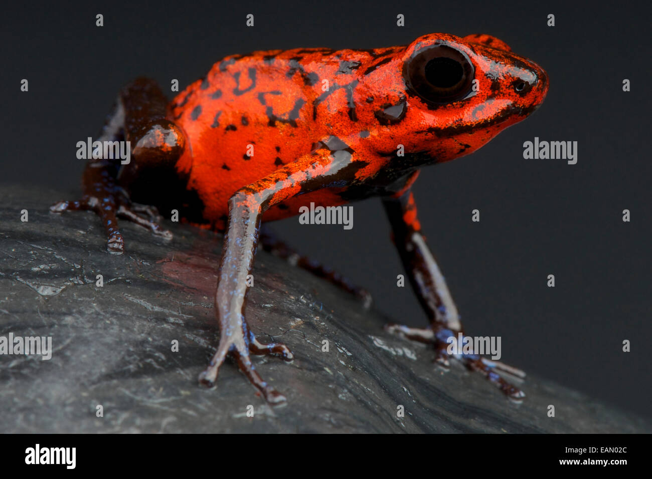 Red strawberry dart frog / Oophaga pumilio Stock Photo