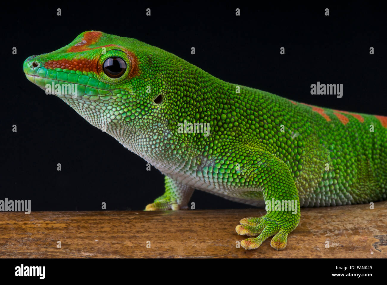 Giant day gecko / Phelsuma madagascariensis grandis Stock Photo
