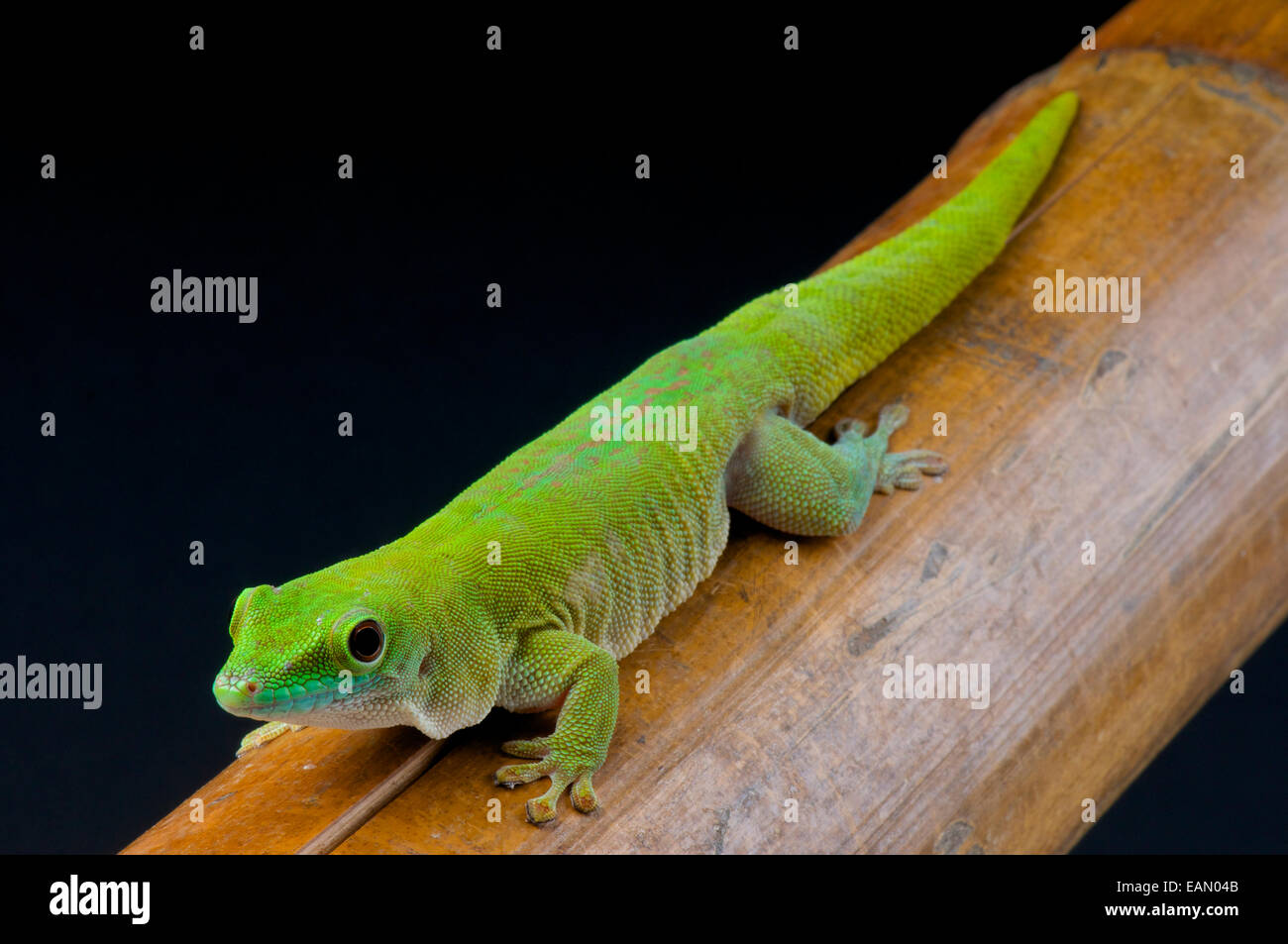 Koch's giant day gecko (Phelsuma madagascariensis kochi) Stock Photo