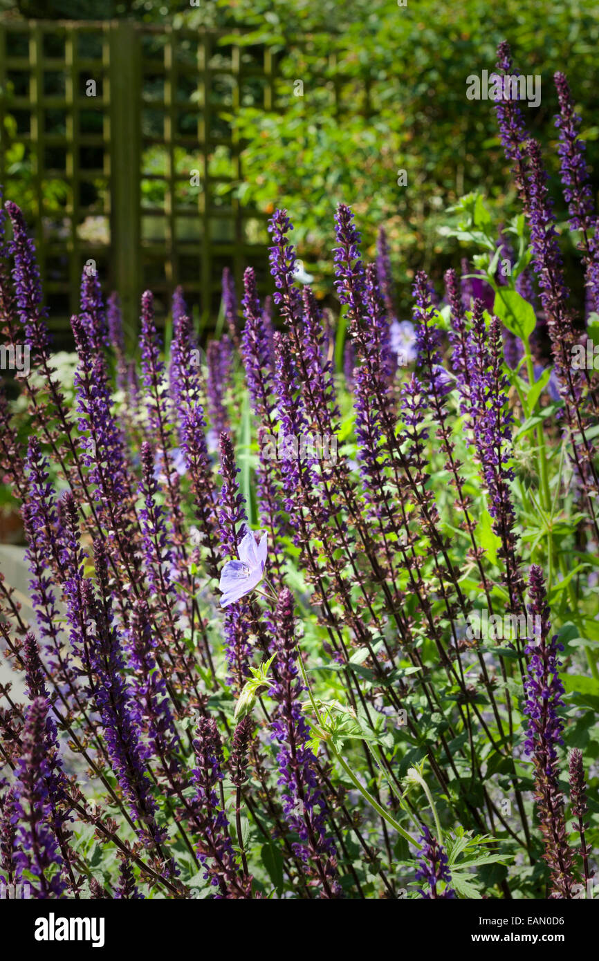 Purple salvia in garden Stock Photo