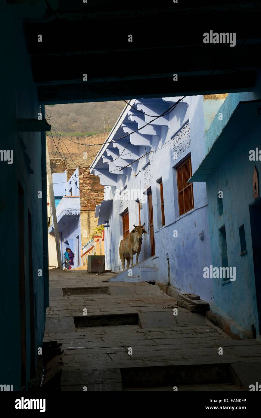 India, Rajasthan, Mewar, Bundi village,  atmosphere in the old town, a cow on a doorstep Stock Photo