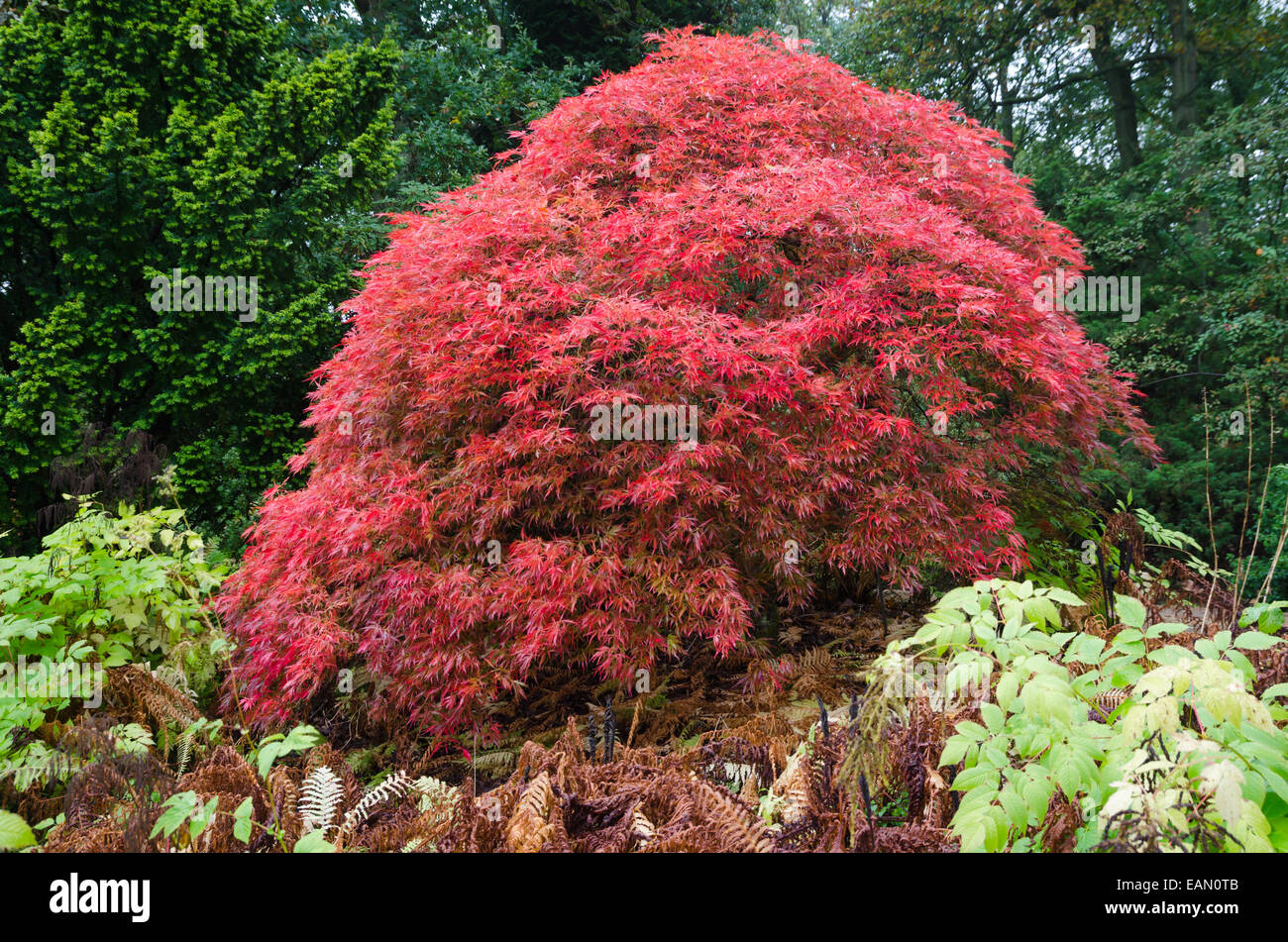 Japanese Maple during autumn Stock Photo