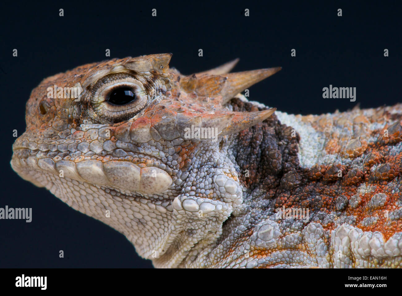 Desert horned lizard / Phrynosoma platyrhinos Stock Photo