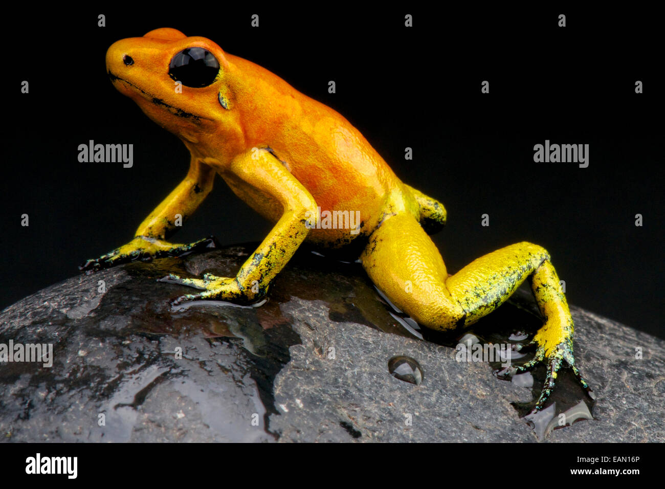 Golden dart frog / Phyllobates terribilis Stock Photo