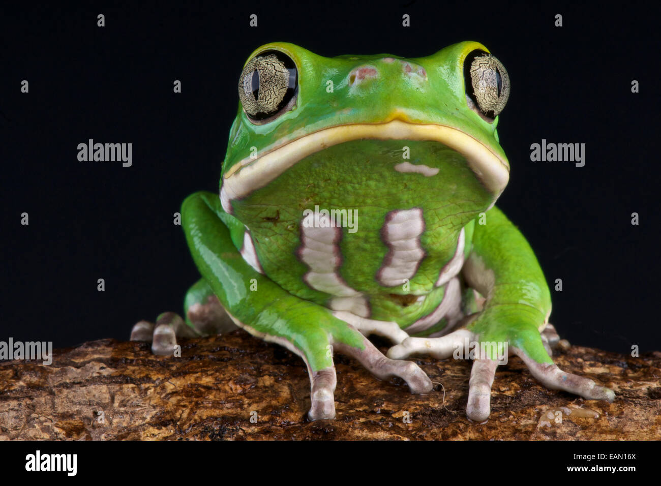 Waxy leaf frog / Phyllomedusa sauvagii Stock Photo