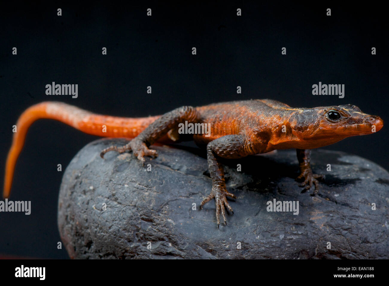 Red rock lizard / Platysaurus janssoni Stock Photo