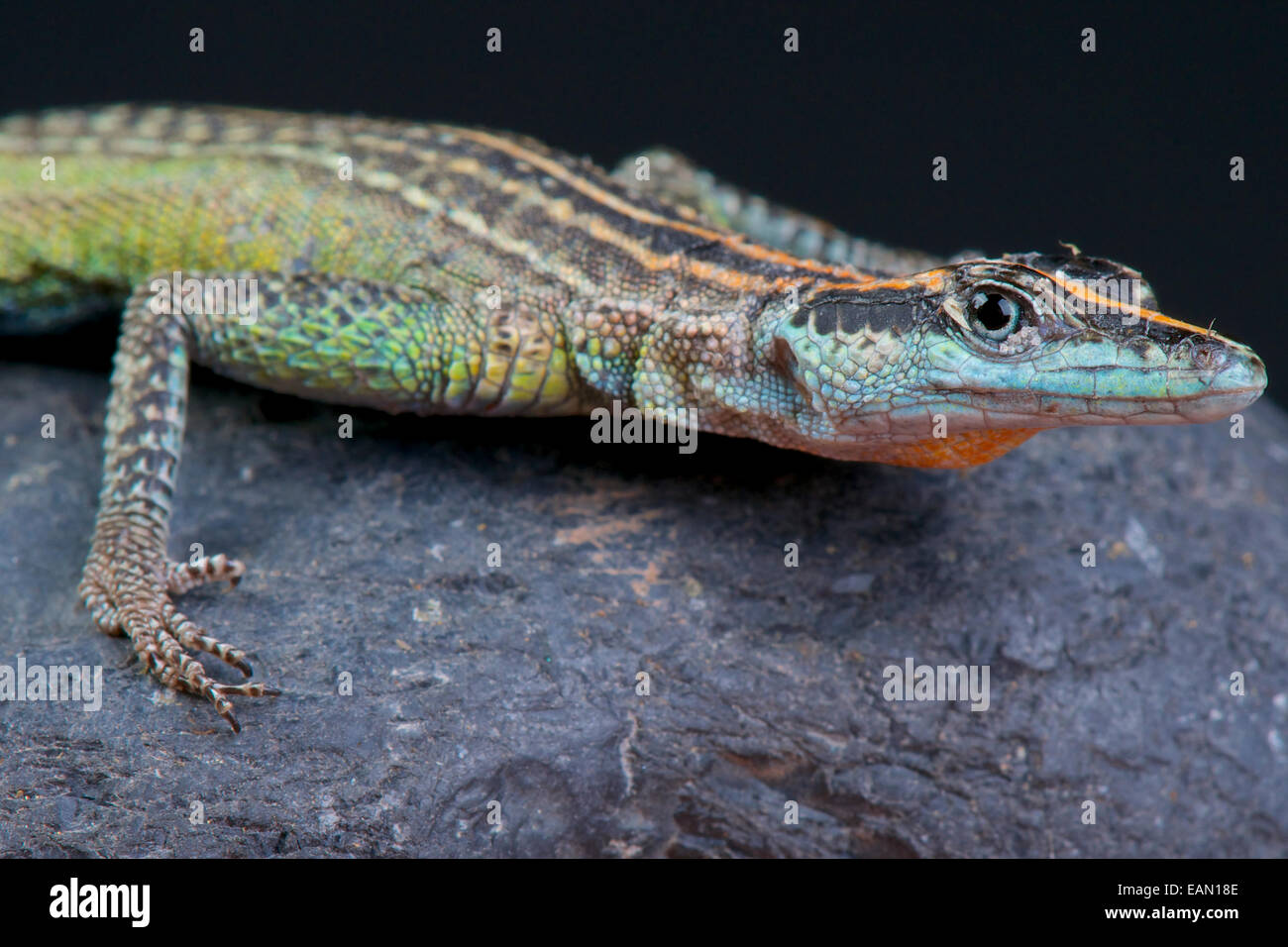 Flat rock lizard / Platysaurus Torquatus Stock Photo