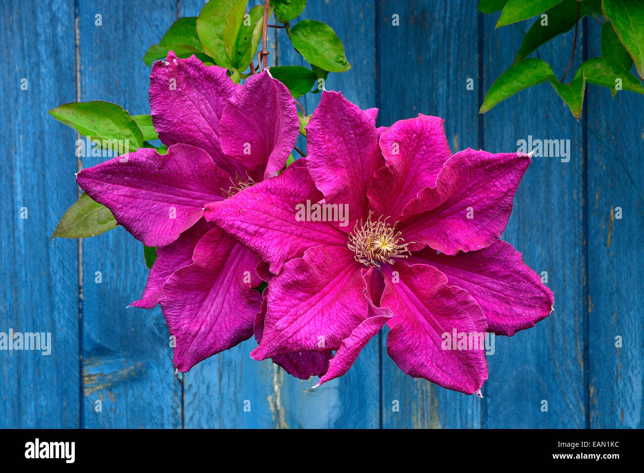 Clematis flowers in bloom, in front of the shelter of the garden Stock