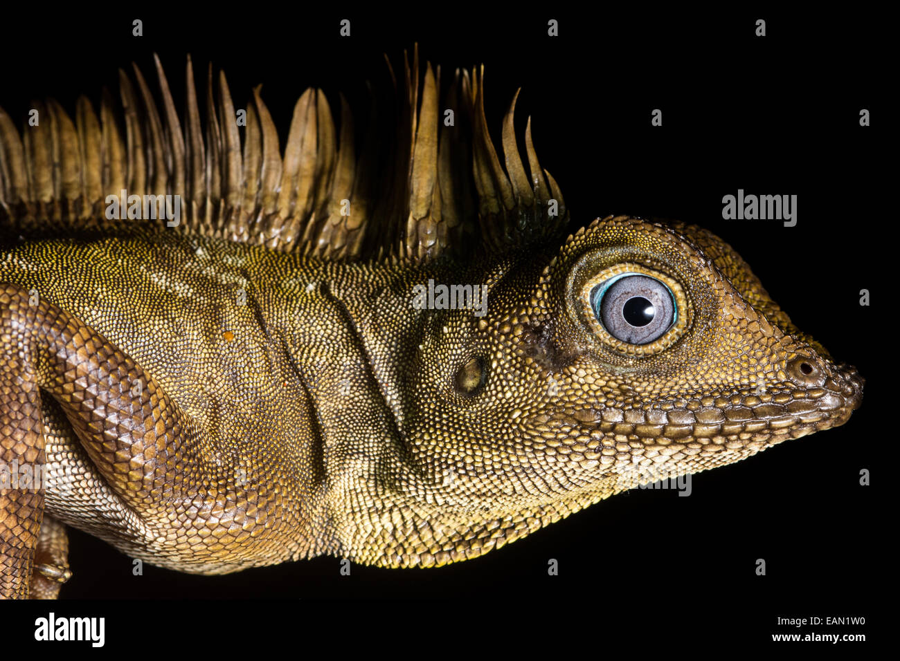 A bornean angle headed lizard portrait Stock Photo