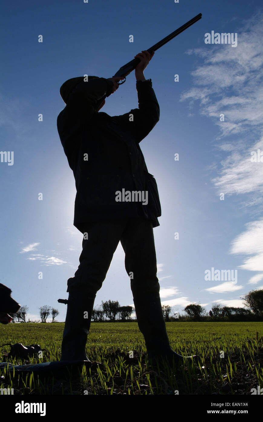 Pheasant shooting in Wiltshire, UK Stock Photo 75450540 Alamy