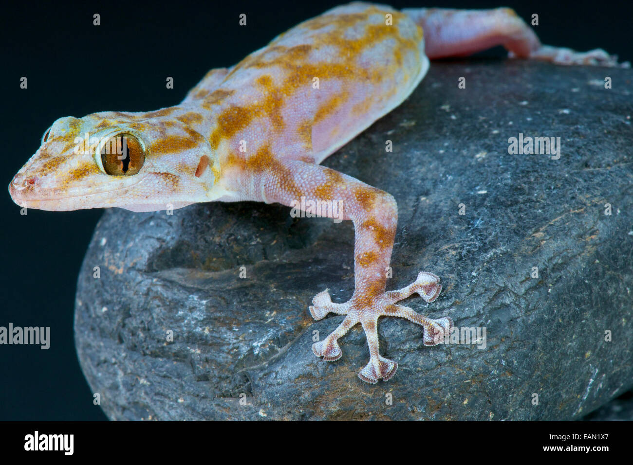 Fan-fingered gecko (Ptyodactylus ragazzi) Stock Photo