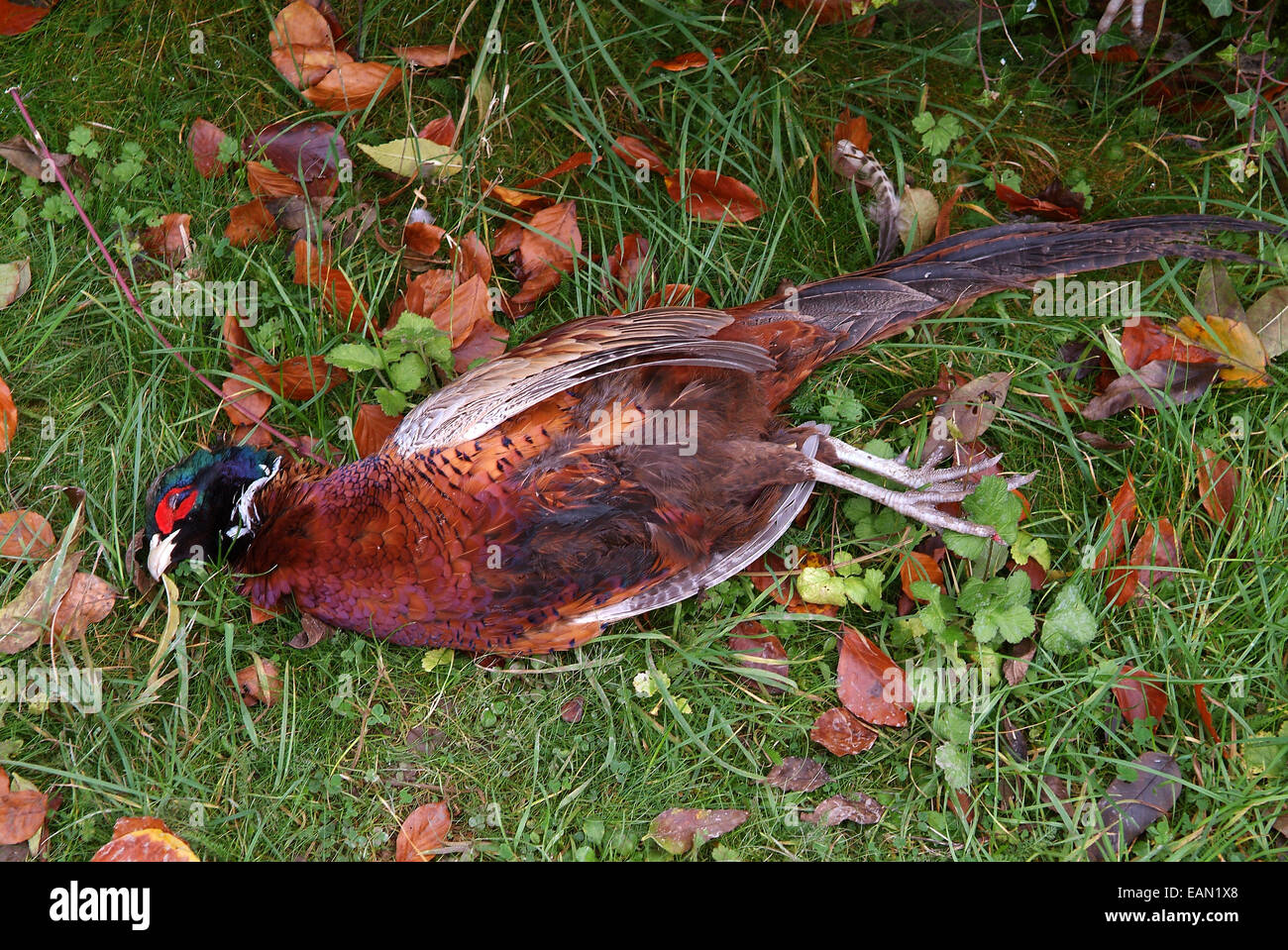 Pheasant shooting in Wiltshire, UK Stock Photo