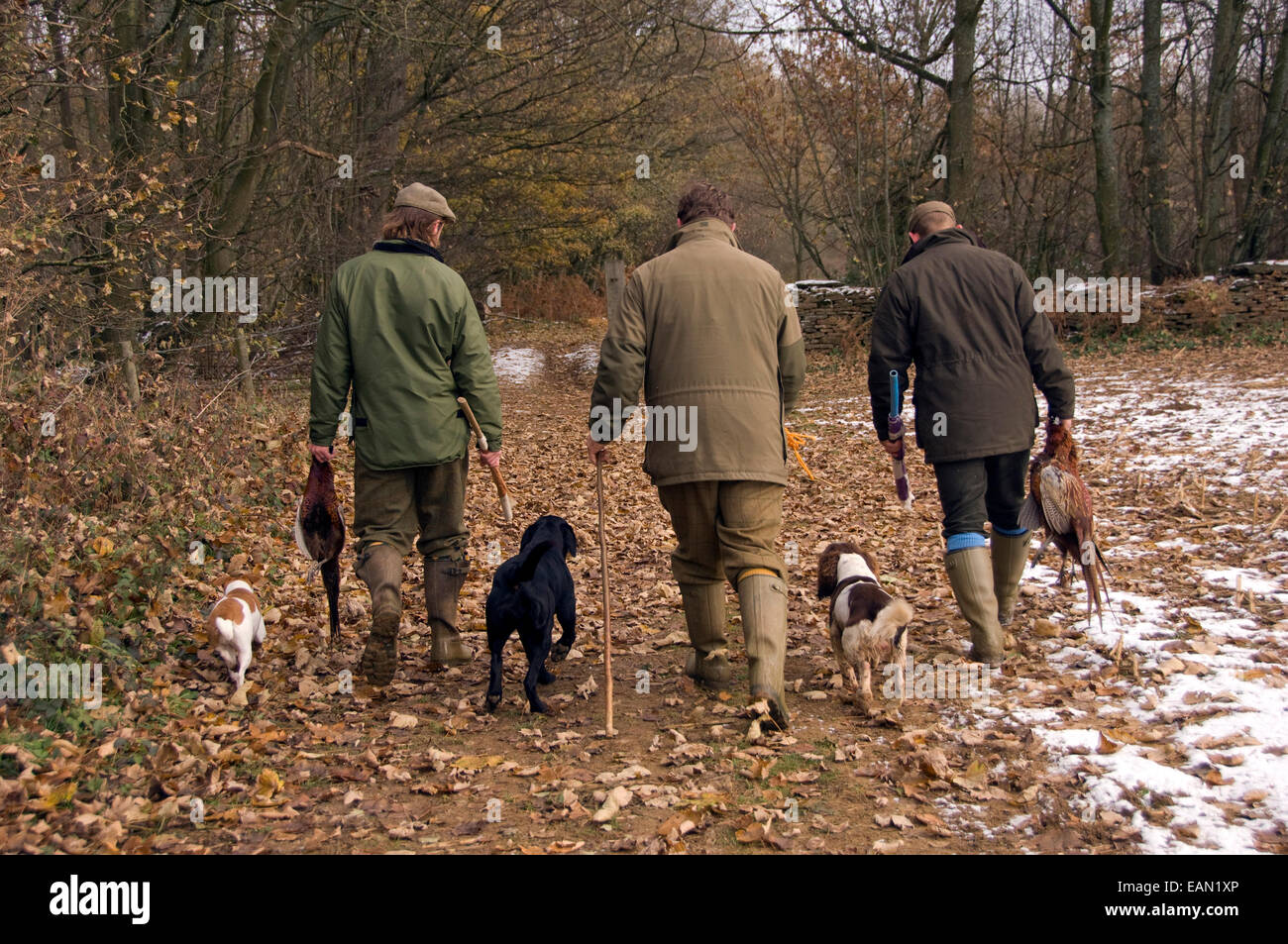 Pheasant shooting in Wiltshire, UK Stock Photo Alamy