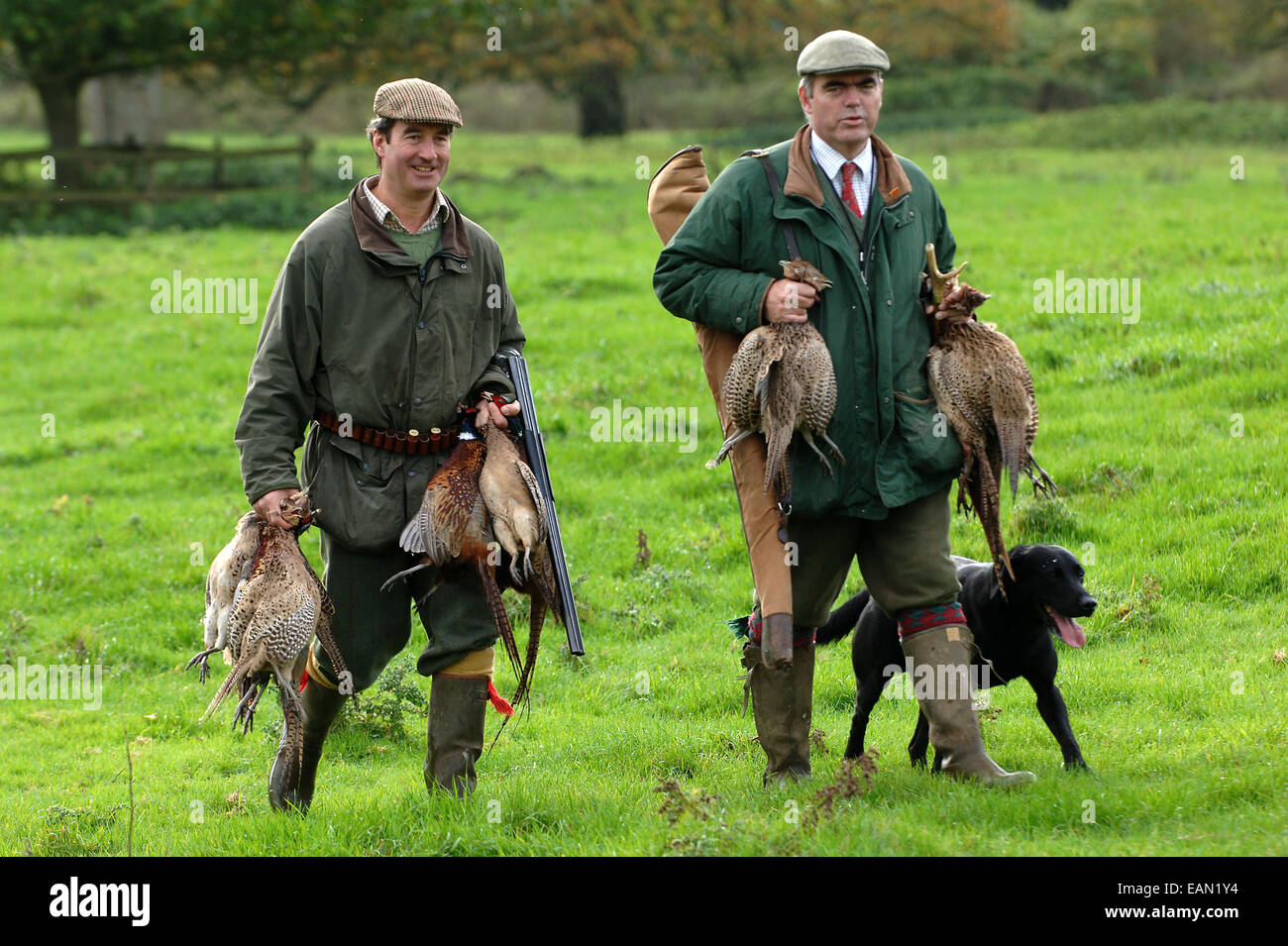 Pheasant shooting in Wiltshire, UK Stock Photo