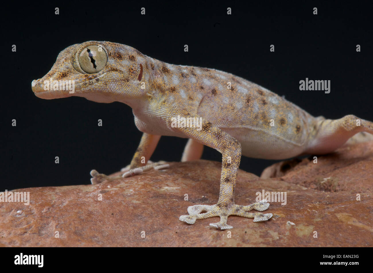 Fan footed gecko / Ptyodactylus hasselquisti Stock Photo