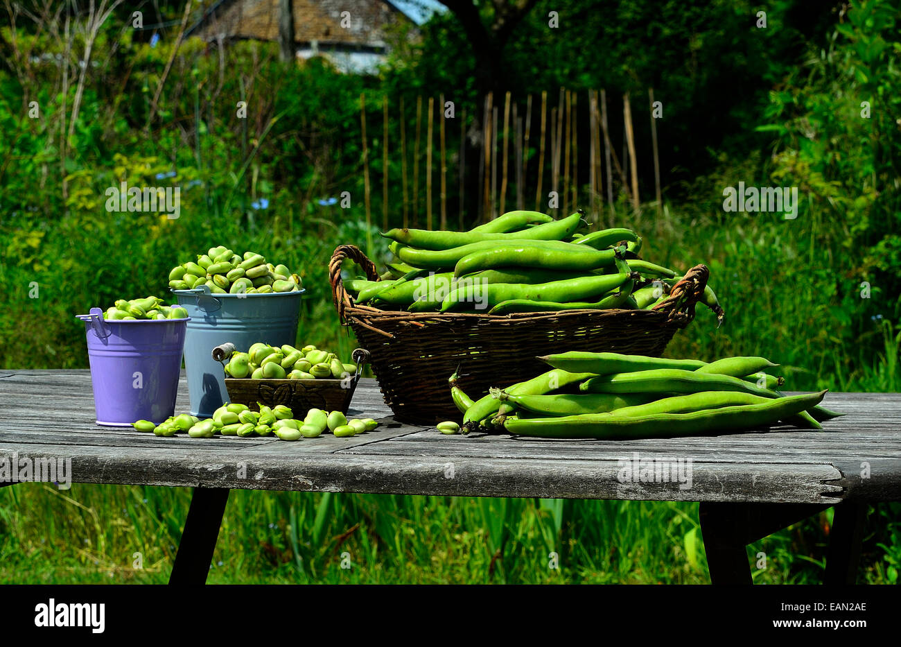 Harvested broad beans (Vicia faba), home garden Stock Photo
