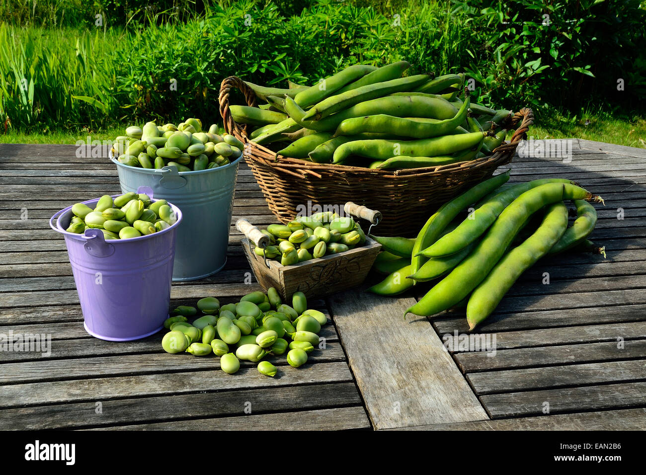 Broad beans harvest (Vicia faba), home garden Stock Photo