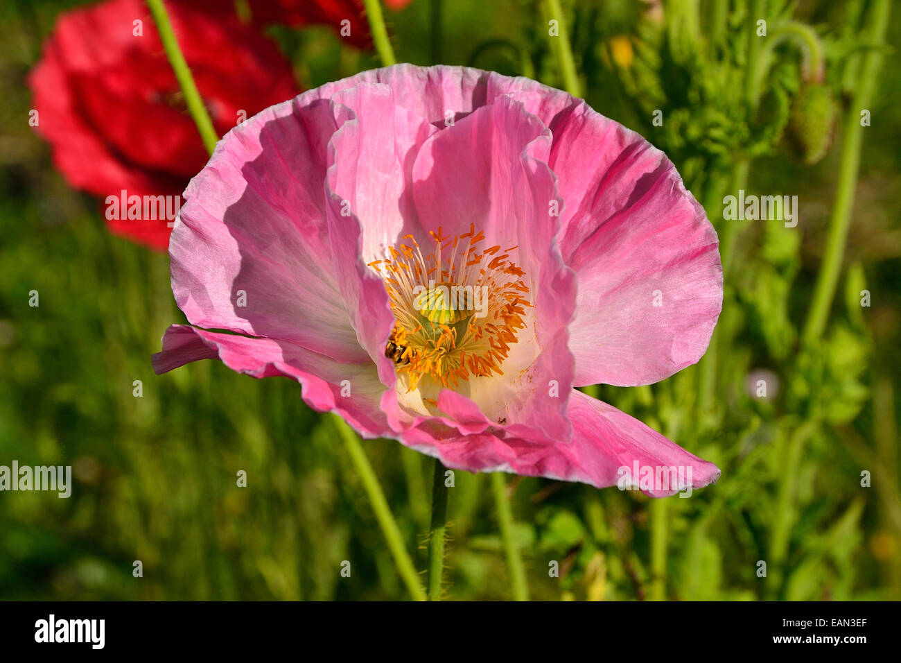 Pink papaver rhoeas poppy 'Shirley', in bloom. Stock Photo