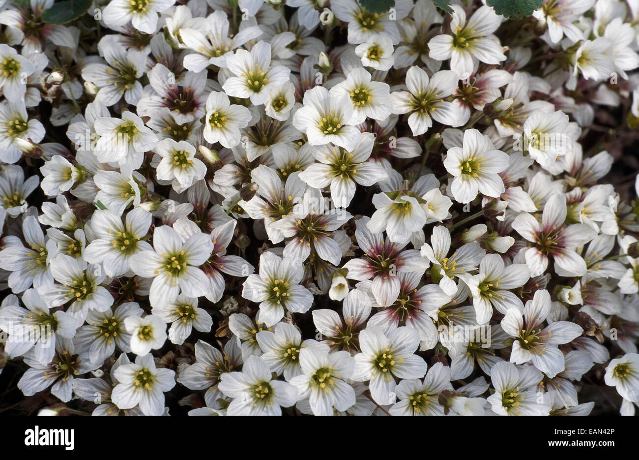 Close Up Of Arctic Sandwort Flowers Denali Np In Ak Summer Stock Photo