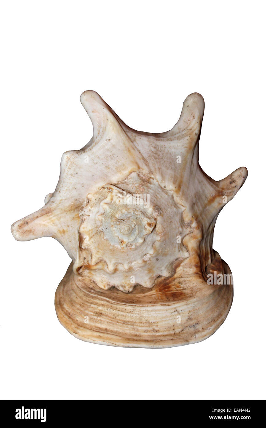 Horned Helmet Shell Cassis cornuta Stock Photo