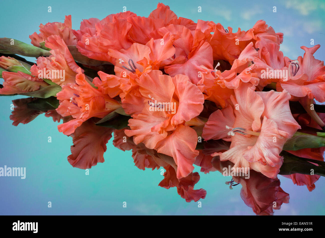 beautiful gladiolus Stock Photo
