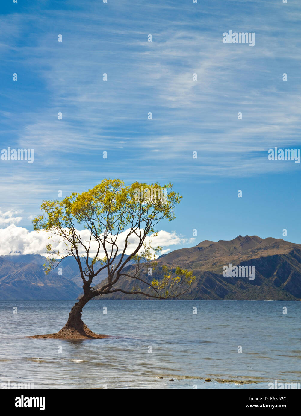 Tree, Lake Wanaka, South Island, New Zealand Stock Photo
