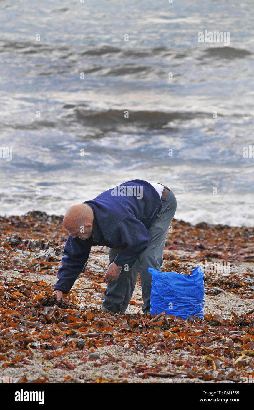 A man collecting seaweed to use as a manure and soil improver in his garden Stock Photo
