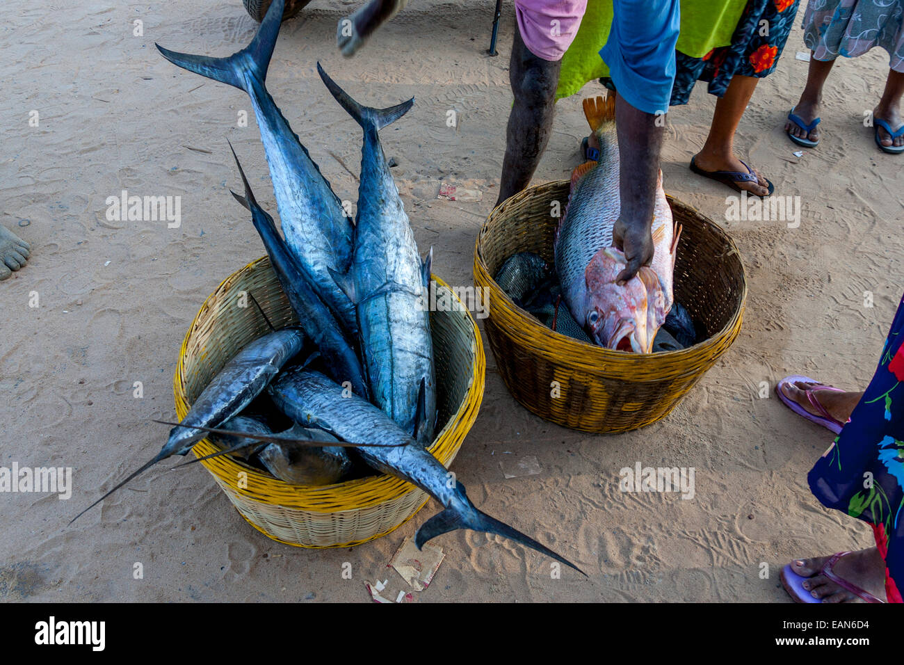 Fish For Sale, Baga Beach, Goa, India Stock Photo Alamy