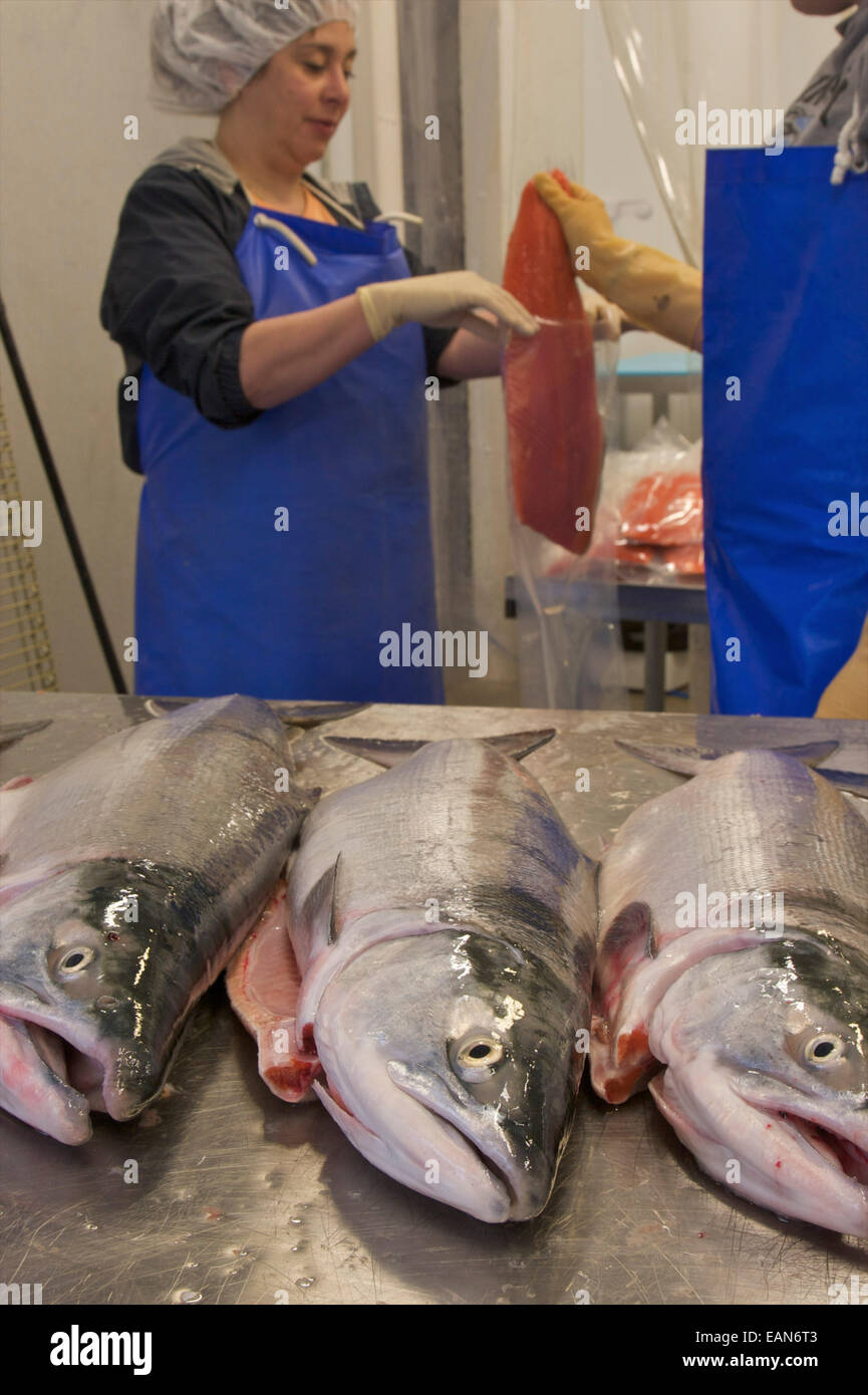 Woman Worker Shows Off Fish At The Dancing Salmon Fish Processing