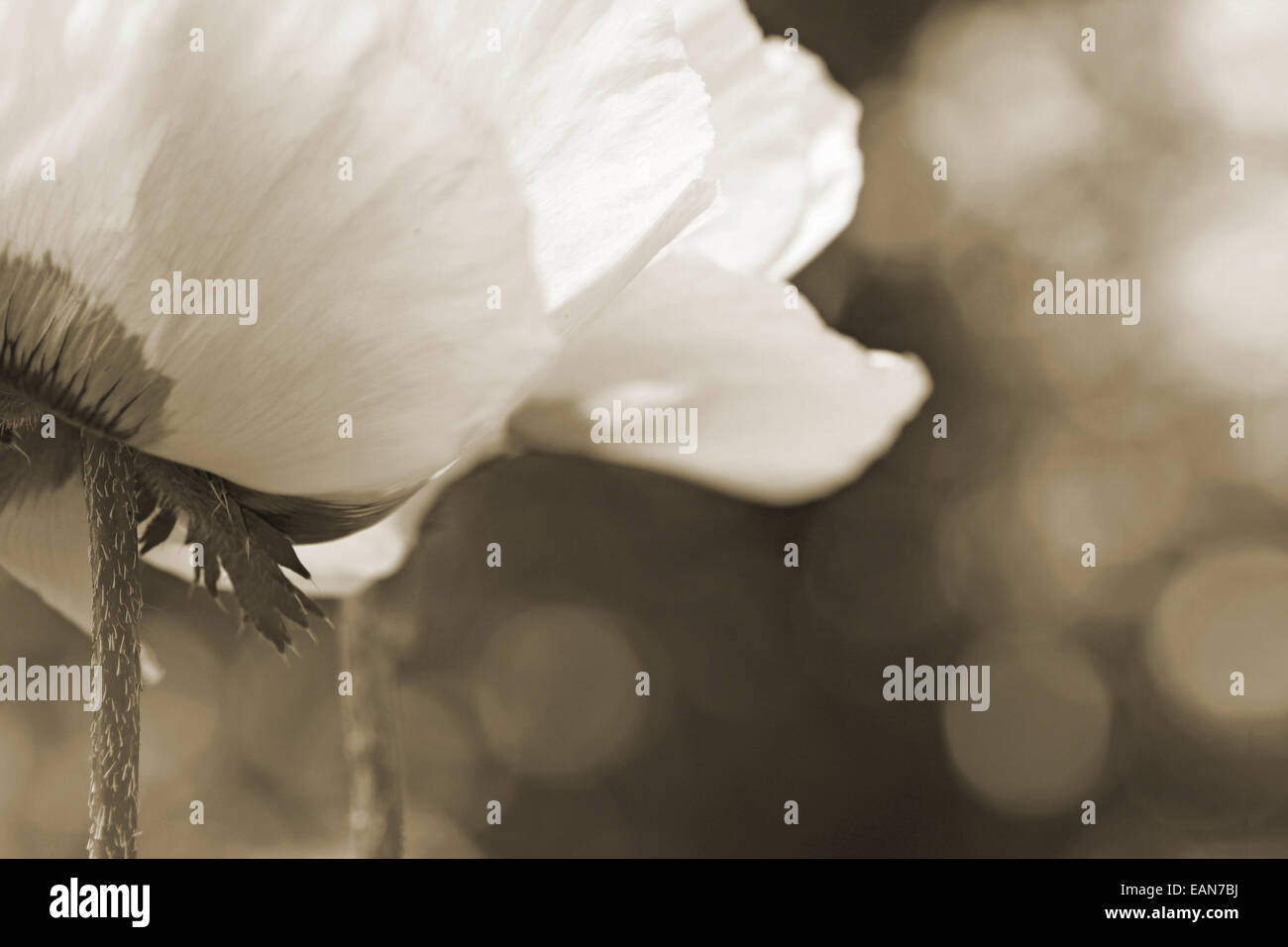 Black and white poppies hi-res stock photography and images - Alamy