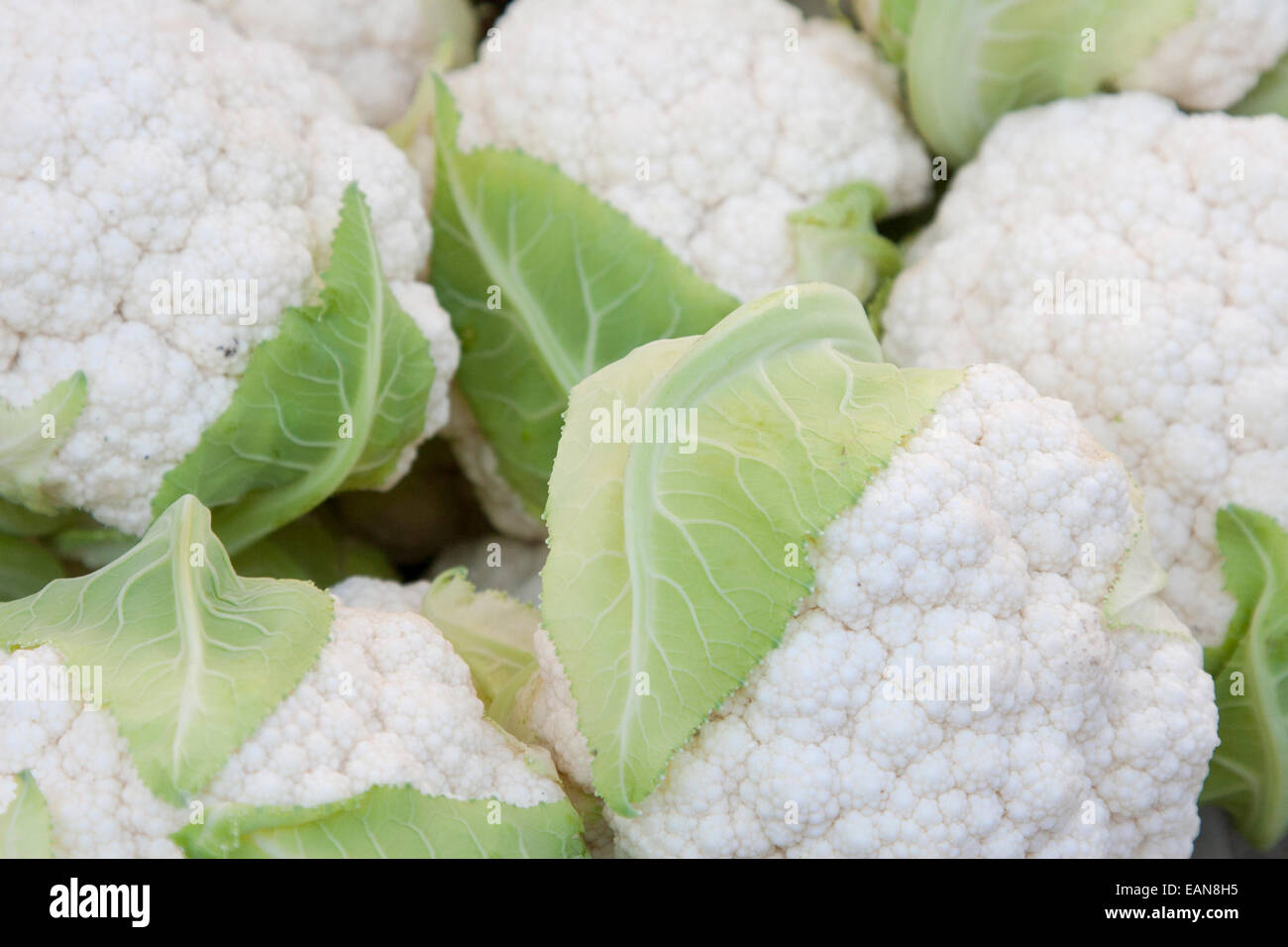 Cauliflower at the Berkeley Farmers' Market. Stock Photo