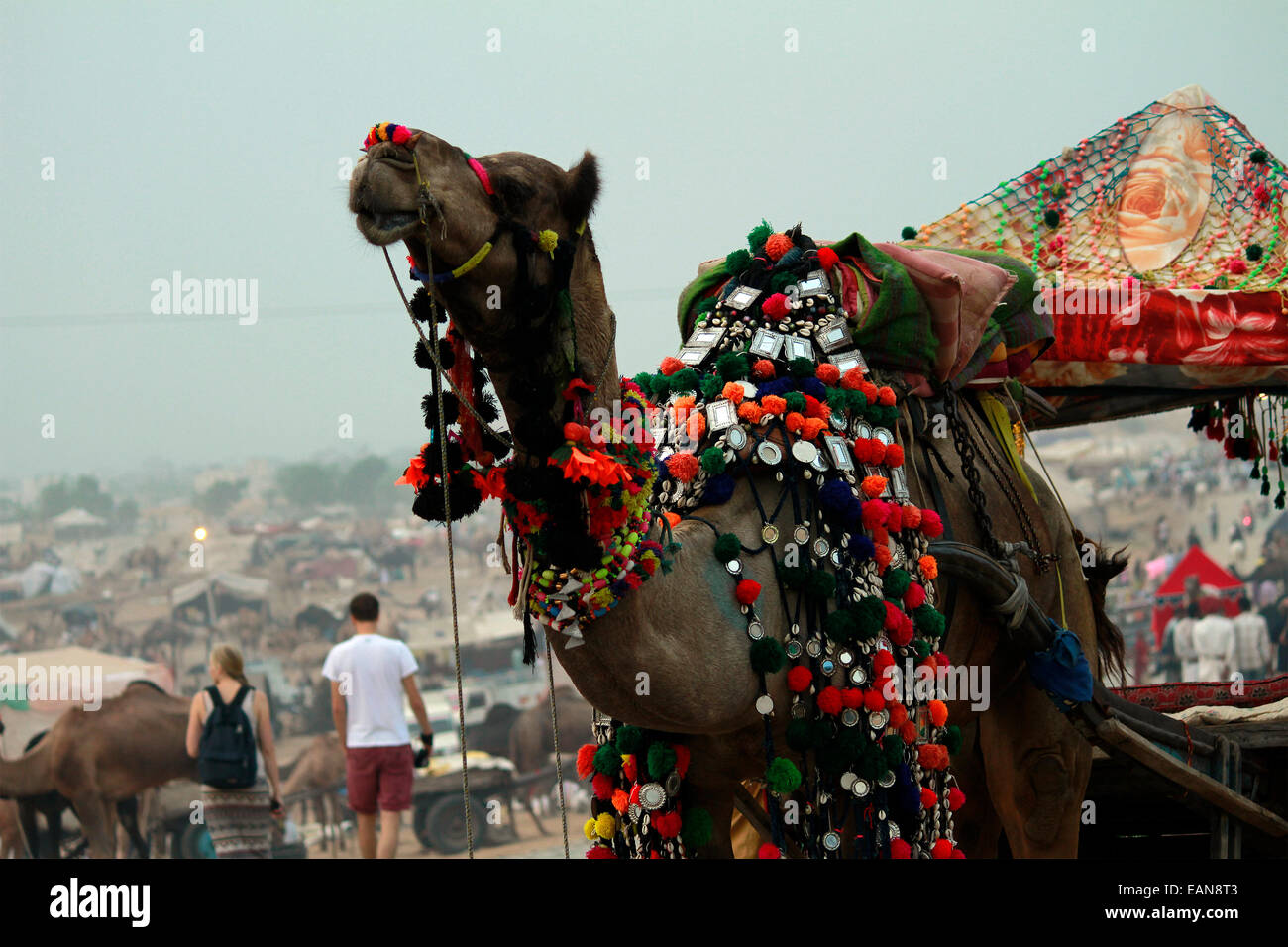 Camels, male, female, sand, pushkar, rajasthan, India. Stock Photo