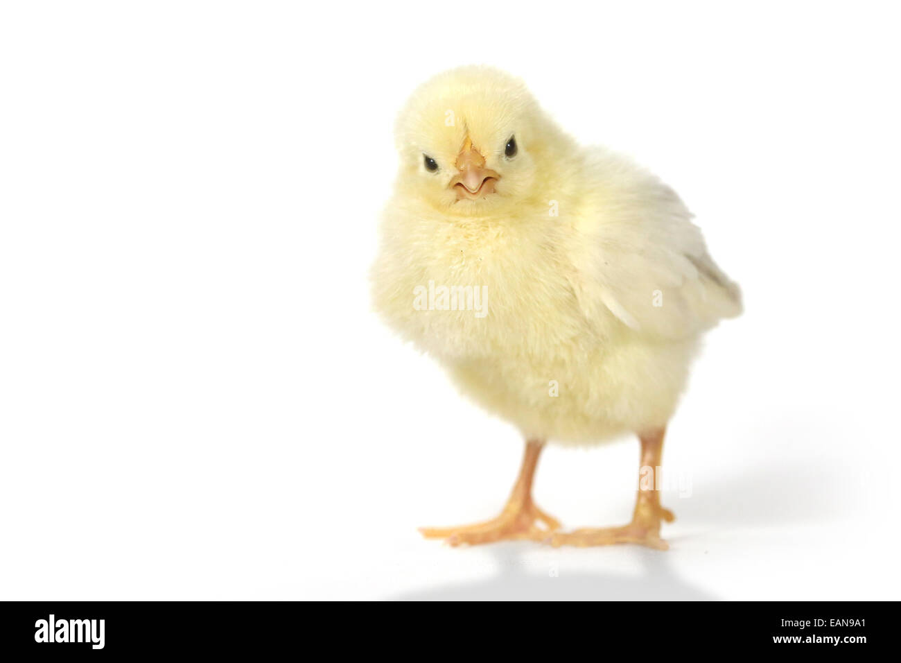 Cute Baby Chick Chicken on White Background Stock Photo - Alamy
