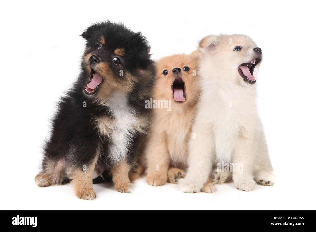 Three Howling Singing Pomeranian Puppies on White Background Stock Photo