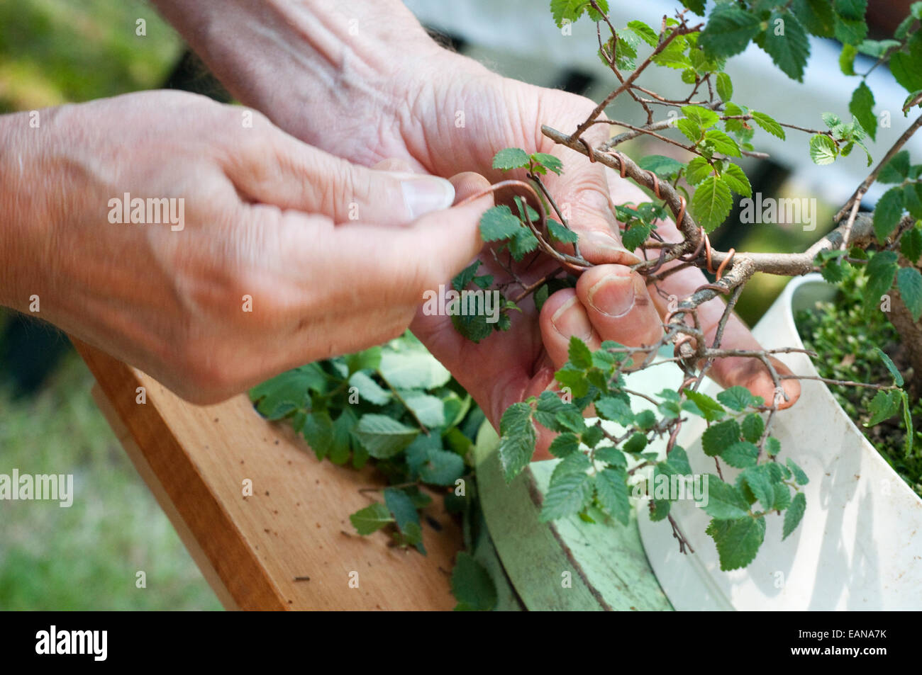 Tending Bonsai Plant Stock Photo