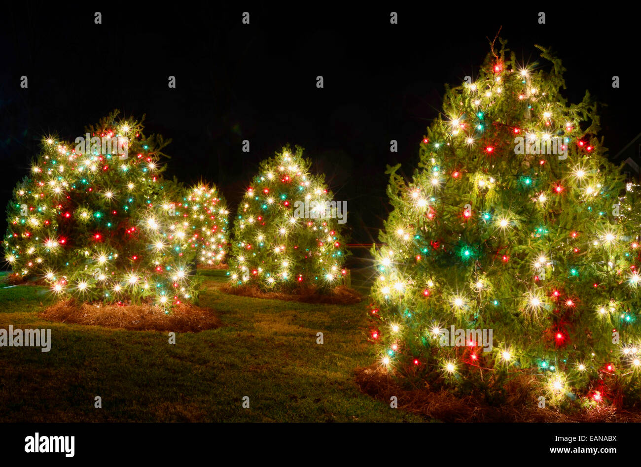 red and white christmas tree lights
