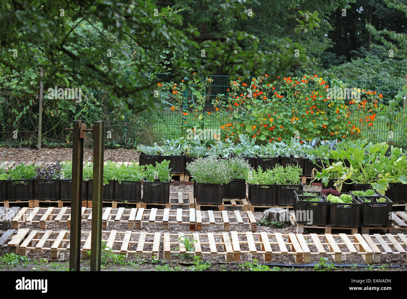 Vegetables farmed in plant boxes in an urban gardening project in