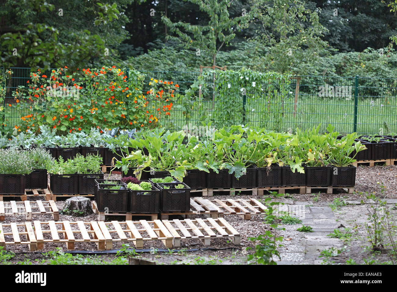 Vegetables farmed in plant boxes in an urban gardening project in Germany Stock Photo Alamy