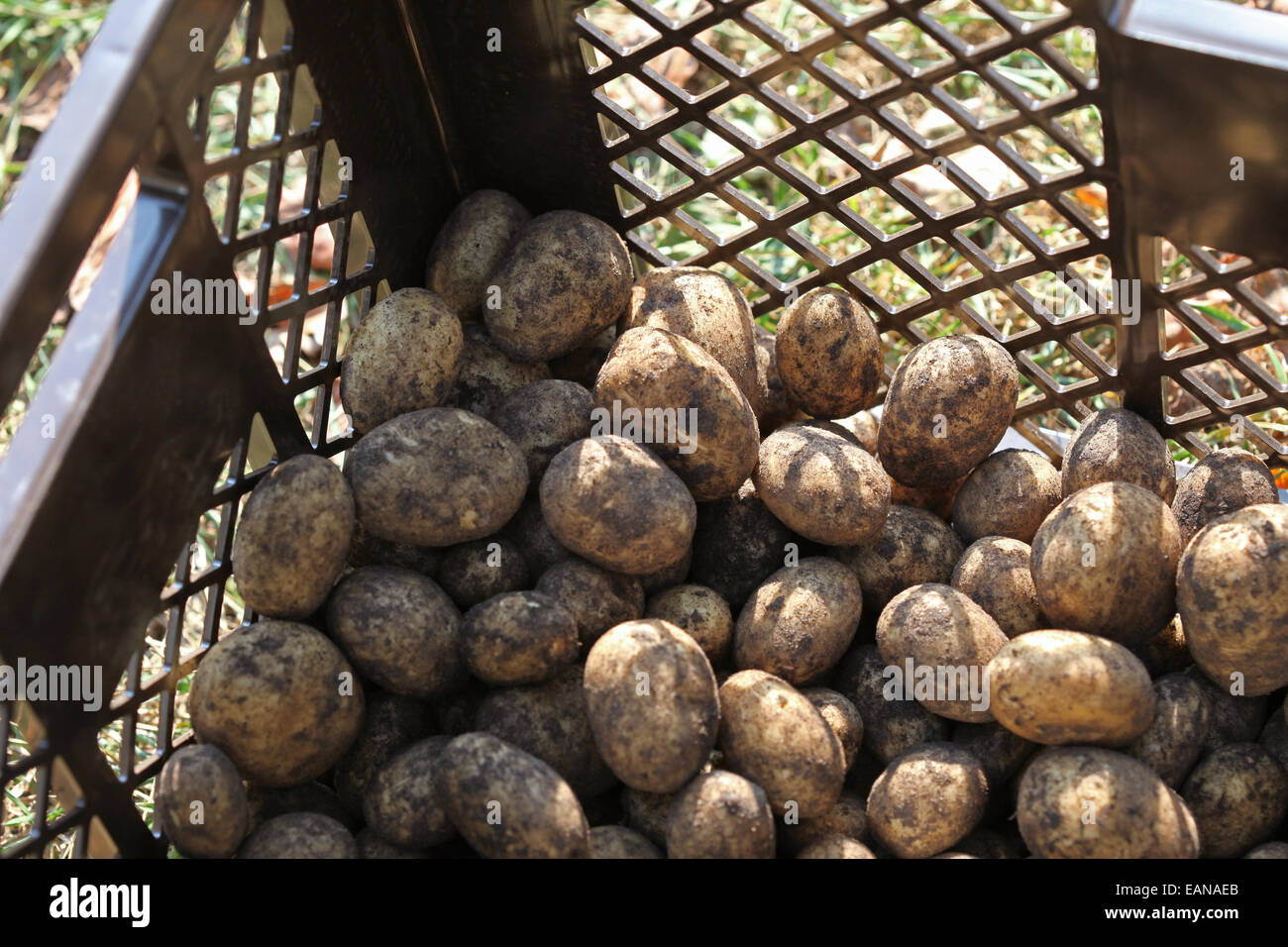 Harvested Linda potatoes in a box Stock Photo Alamy