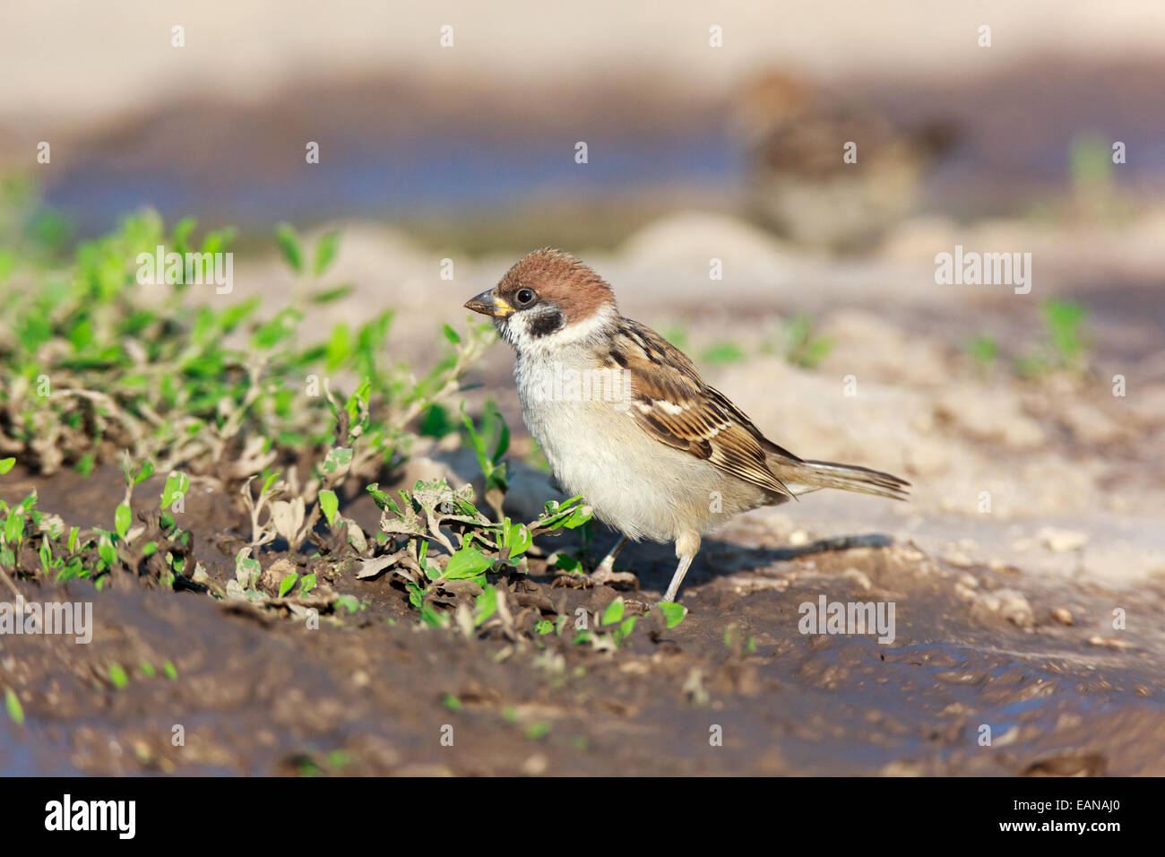 Tree Sparrow (Passer montanus) is in the nature. Russia Stock Photo