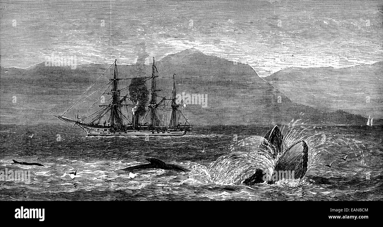The sea serpent, vintage engraved illustration. Journal des Voyages, Travel Journal, (1879-80). Stock Photo