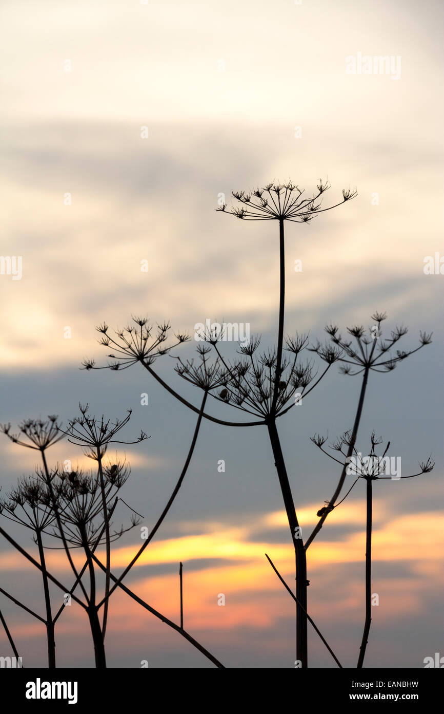 Cow Parsley Seed Head with sunrise behind, Cornwall, UK Stock Photo