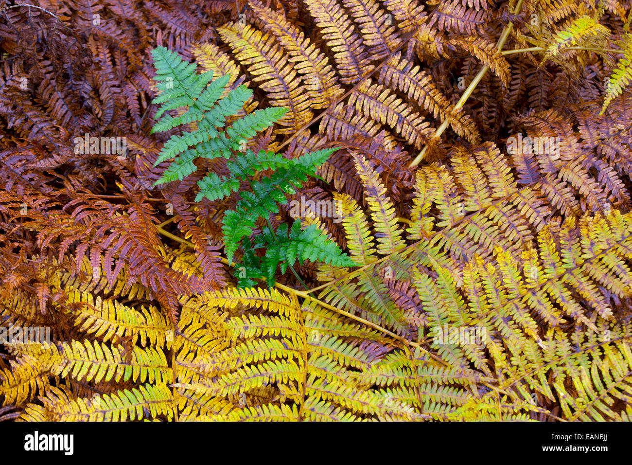 Bracken Pteridium aquilinum changing colour in Autumn Stock Photo
